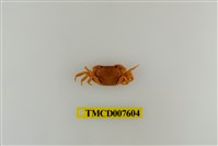 藏品(蔡氏澤蟹)的圖片